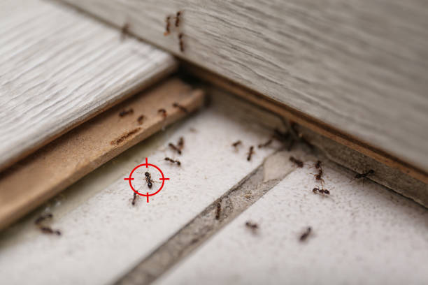 Best Affordable Pest Control Services  in Tahoe Vista, CA